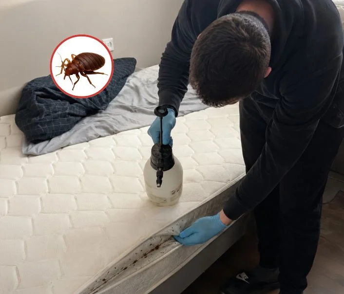 Technicien traitant un matelas contre les punaises de lit à Nandy